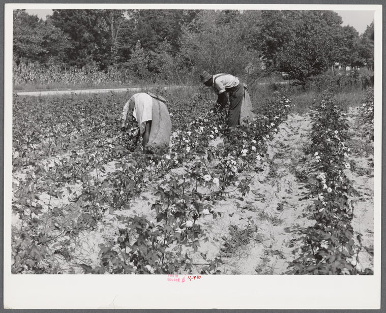 Black tenants picking cotton on Highway 15 about seven miles south of Chapel Hill. Chatham County, North Carolina.