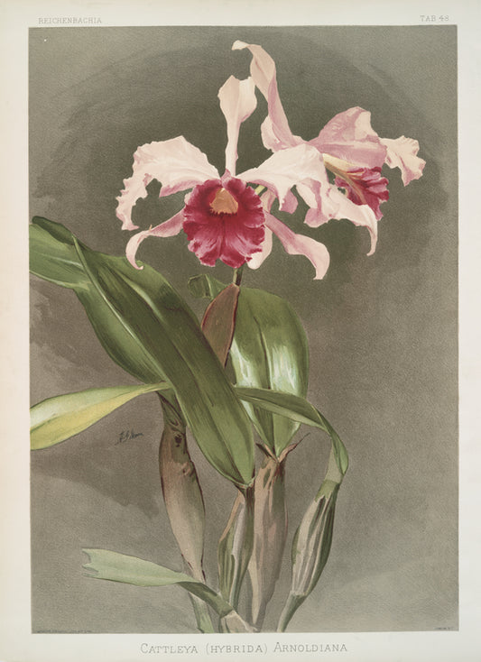 Cattleya (hybrida) arnoldiana.