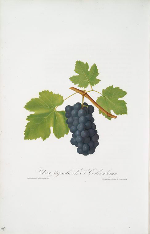 Uva pignola di S. colombano. [Pignolo di San Colombano ; Vitis vinifera Sancti Colombani ; Pignolo, or San Colombano grapes]