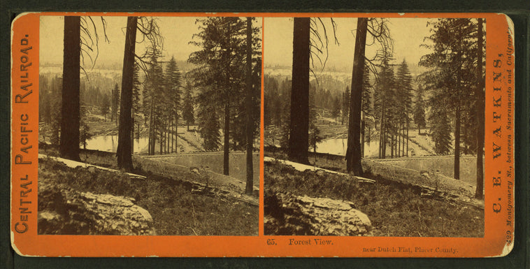 Forest view, near Dutch Flat, Placer County.