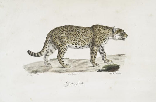 [Carnivores] Jaguar femelle