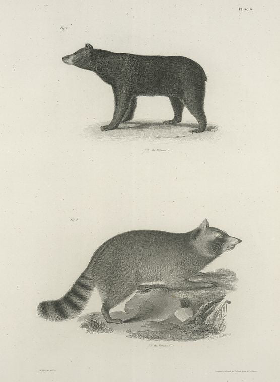 1. The American Black Bear (Ursus americanus). 2. The Raccoon (Procyon lotor).