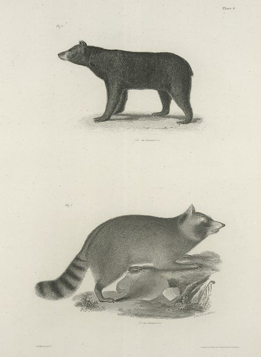 1. The American Black Bear (Ursus americanus). 2. The Raccoon (Procyon lotor).