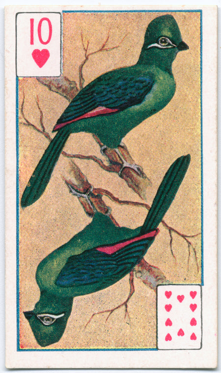 Birds of brilliant plummage.