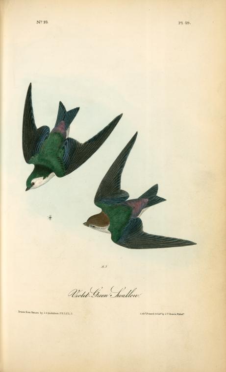 Violet-Green Swallow