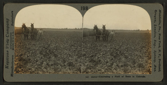 Cultivating a field of beets in Colorado.