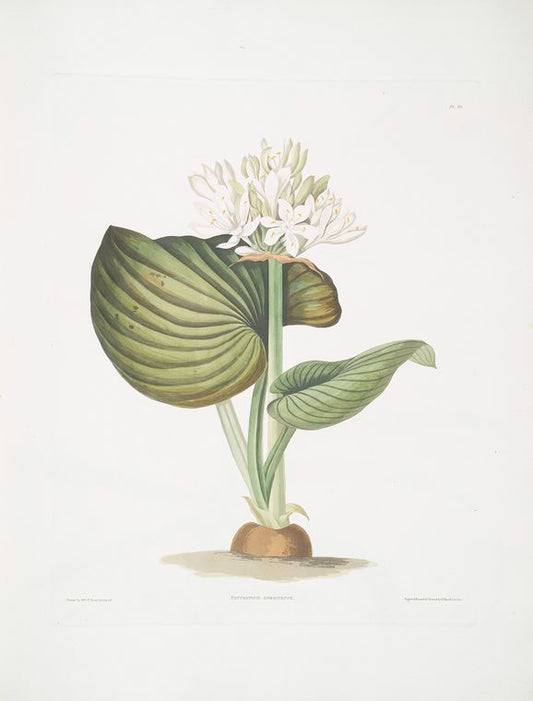 Pancratium amboinense