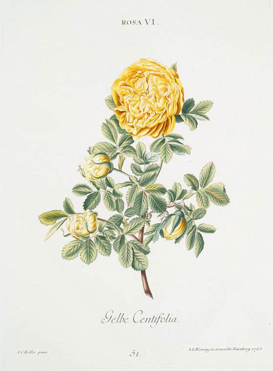 Rosa VI 'Gelbe centifolia' [Multi-petalled yellow rose VI]