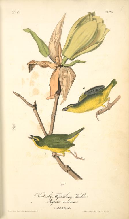 Kentucky Flycatching-Warbler, 1. Male 2. Female (Magnolia auriculata.)