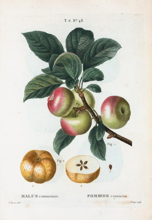 Malus communis = Pommier commun. [Apples with leaves]