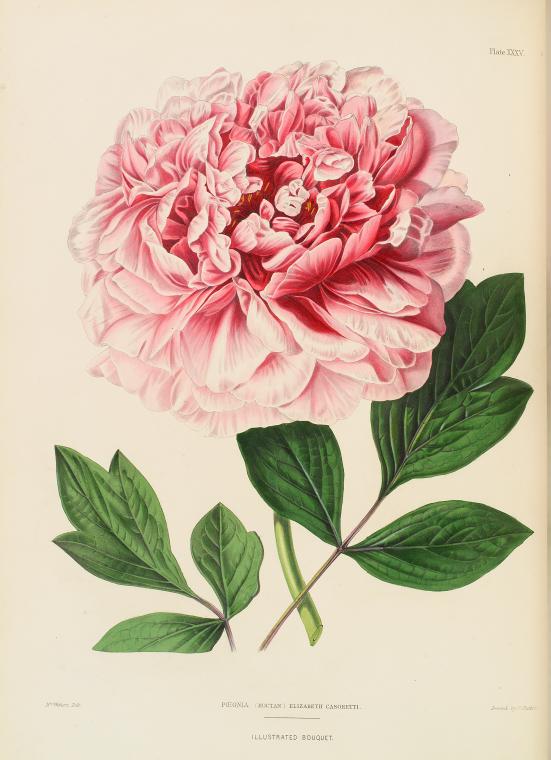Pœonia (Moutan) Elizabeth Casoretti.