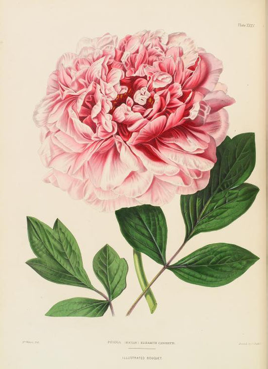 Pœonia (Moutan) Elizabeth Casoretti.