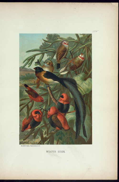 Weaver Birds.