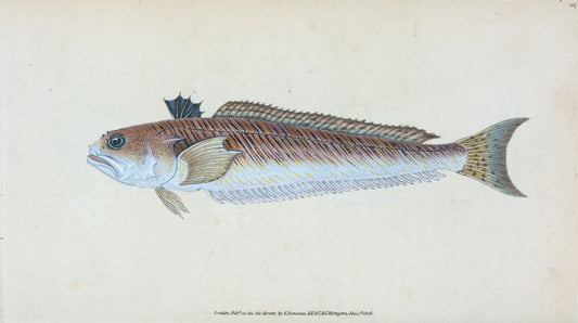 Greater Weever, or Sting-bull, Trachius Major