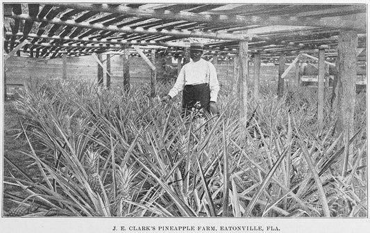 J. E. Clark's pineapple farm, Eatonville, Fla.