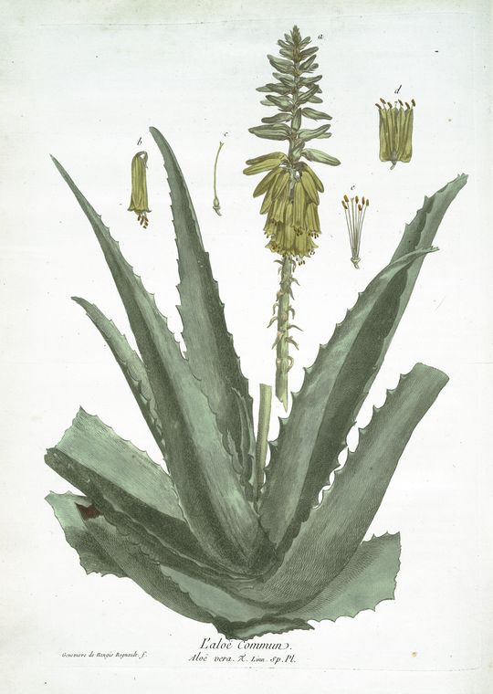 L'Aloé Common