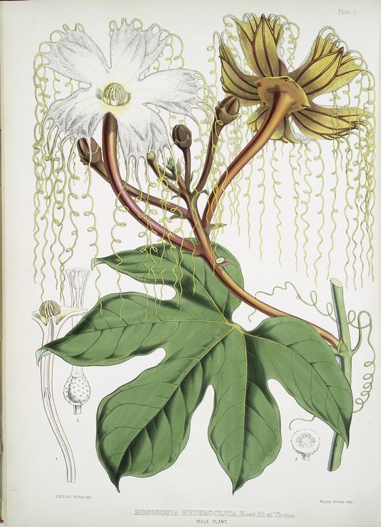 Hodgsonia Heteroclita, Hook. fil. et Thoms. (Male plant)