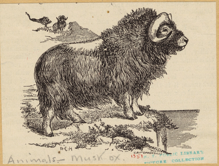 Musk ox