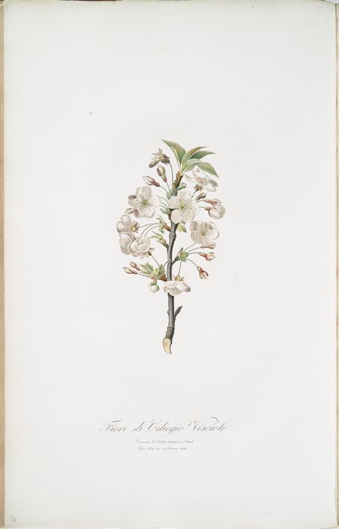 Fiore di Giliegio Visciolo. [Pear tree flowers]