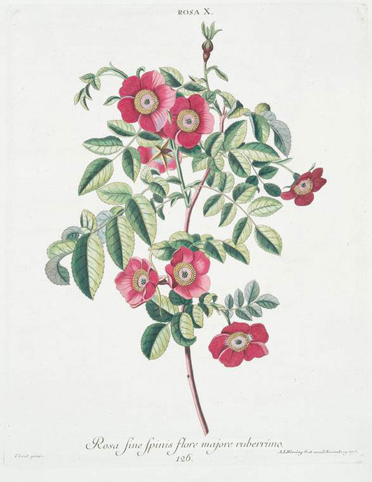 Rosa X = Rosa, fine spinis, flore majore ruberrimo. [Red rose]