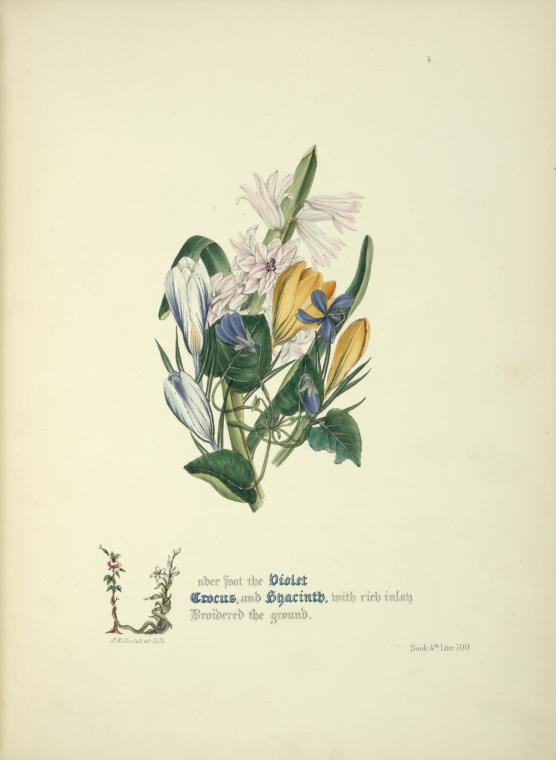 Violet, crocus and hyacinth
