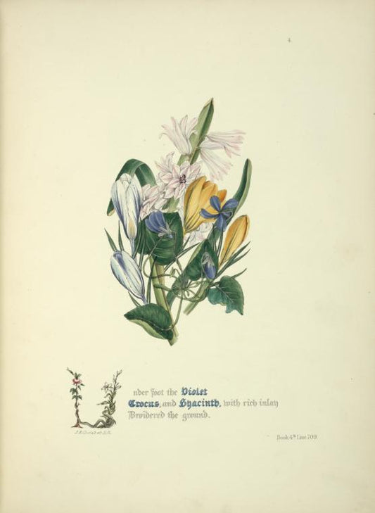 Violet, crocus and hyacinth