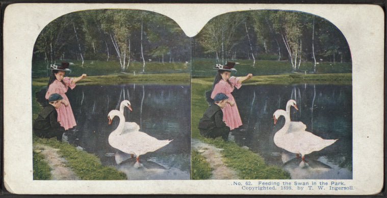 Feeding the swan in the park.