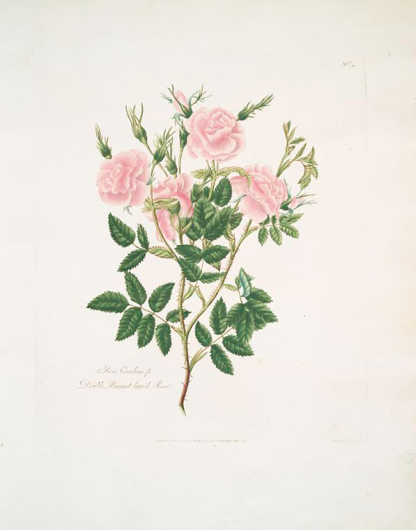 Rosa Carolina