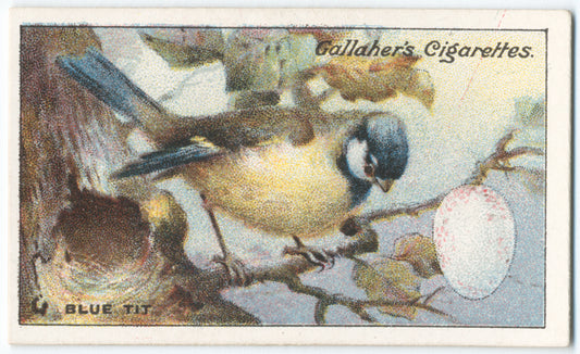 Blue tit.