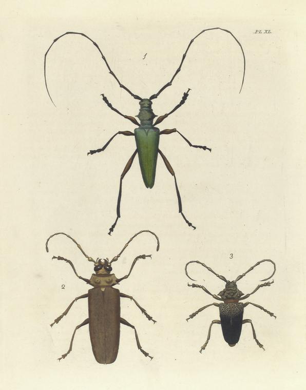 1. Cerambyx (Callichroma) Virens; 2. Prionus (Orthomegas) Cinnamomeus; 3. Lamia Verrucosa.