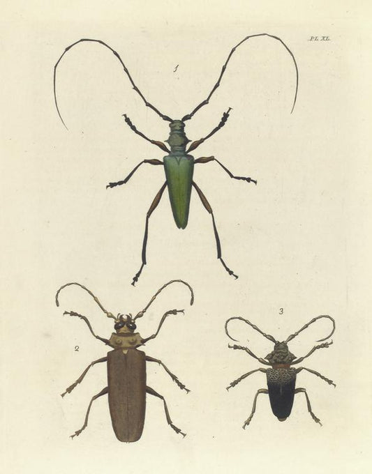 1. Cerambyx (Callichroma) Virens; 2. Prionus (Orthomegas) Cinnamomeus; 3. Lamia Verrucosa.