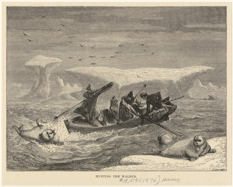 Hunting the walrus