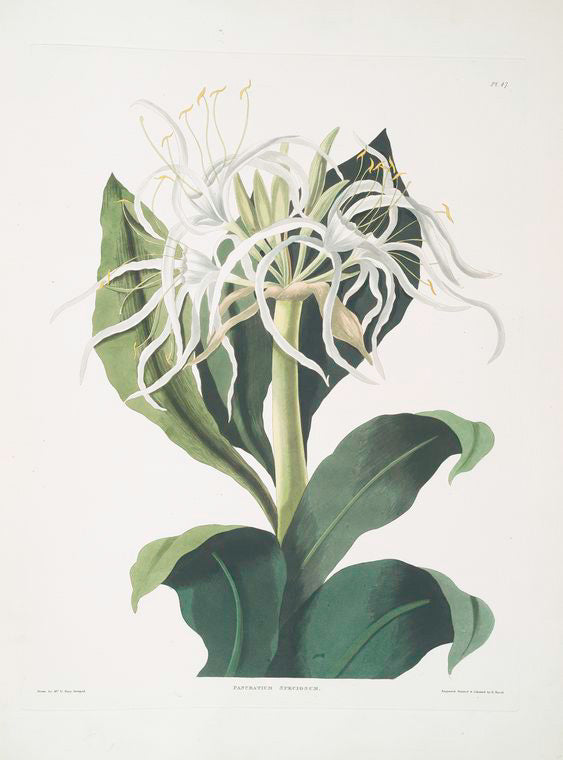 Pancratium specidsum