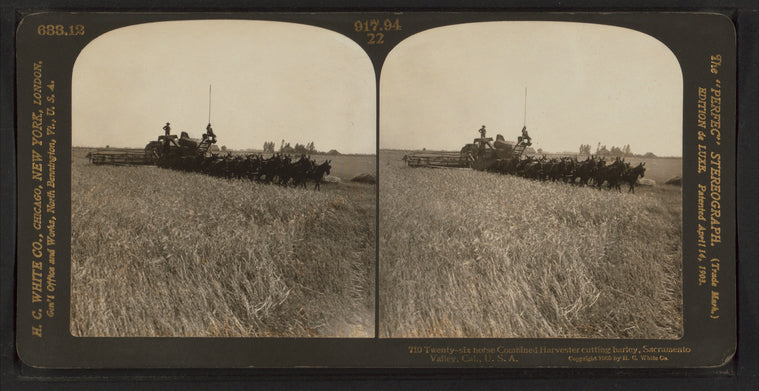 Twenty-six horse combined harvester cutting barley, Sacramento Valley, Cal.