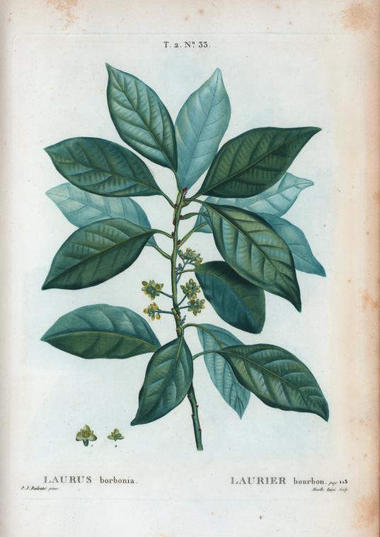 Laurus borbonia = Laurier bourbon.