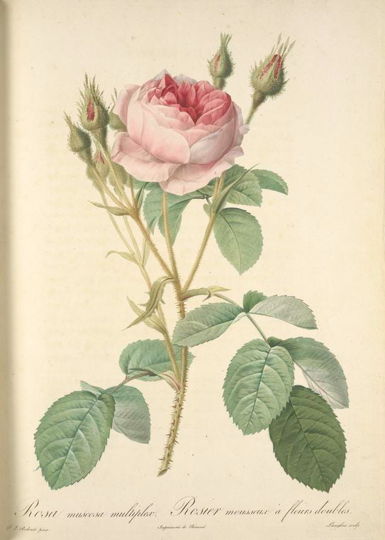 Rosa Muscosa Multiplex; Rosier mousseux a fleurs doubles (syn)
