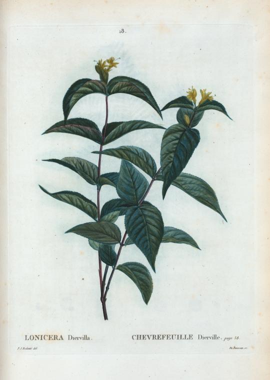Lonicera Diervilla = Chevrefeuille Dierville.