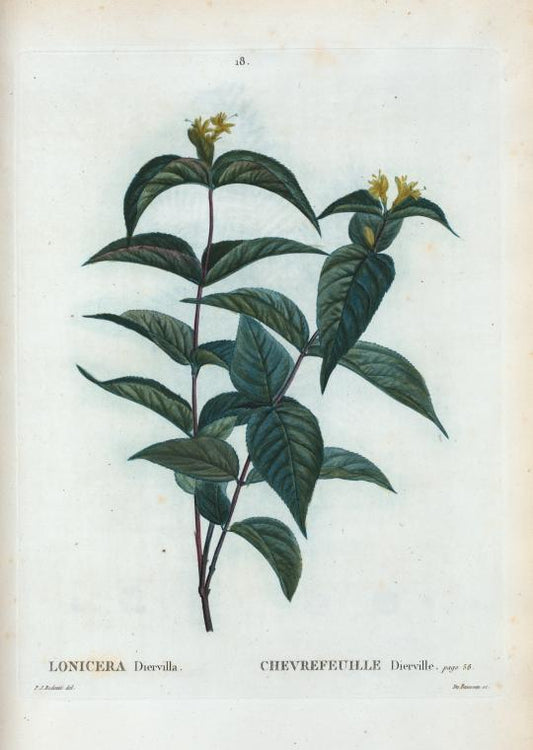 Lonicera Diervilla = Chevrefeuille Dierville.