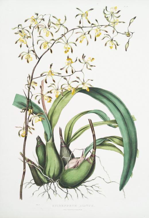 Epidendrum alatum. [Winged epidendrum]
