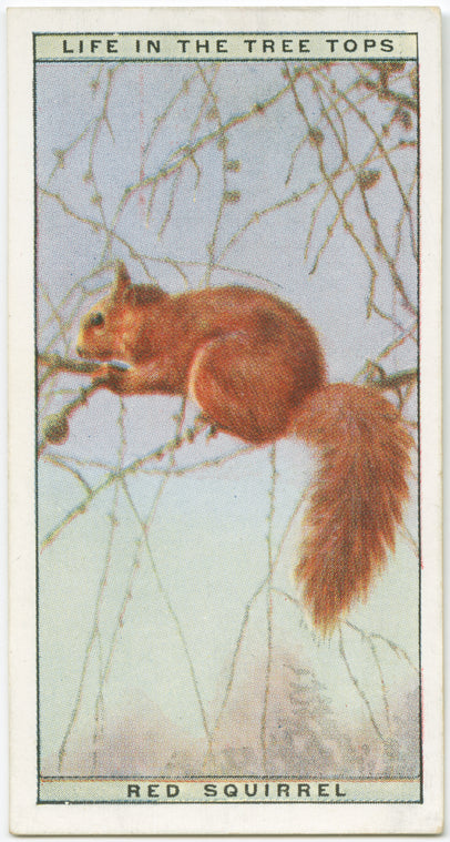 Red squirrel