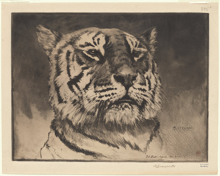 Tete de tigre