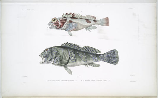 1. La Cirrrhite rivulé, Cirrhites rivulatus; 2. La Scorpène fardée, Scorpoena fucata.
