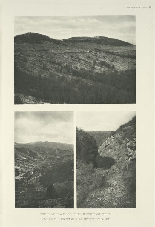 The Bleak Land of Chili , North-East China; Home of the Kiangsu Ring-necked Phaesant.