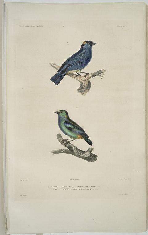 1. Tangara à nuque rousse, Tanagra ruficervix; 2. Tangara Labrador, Tanagra Labradorides.