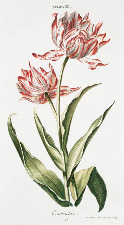 Tulipa XIII 'Eintracht'. [Tulip XIII]