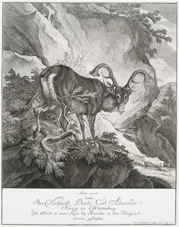 Anno 1728 haben Thro Hochfürstl. Durchl. Carl Alexander Herzog zu Würtenberg disen Hirsch in einem Jagen bey Barackin in dem Königreich Servien geschossen.