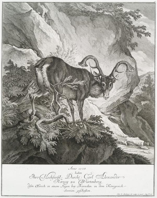 Anno 1728 haben Thro Hochfürstl. Durchl. Carl Alexander Herzog zu Würtenberg disen Hirsch in einem Jagen bey Barackin in dem Königreich Servien geschossen.