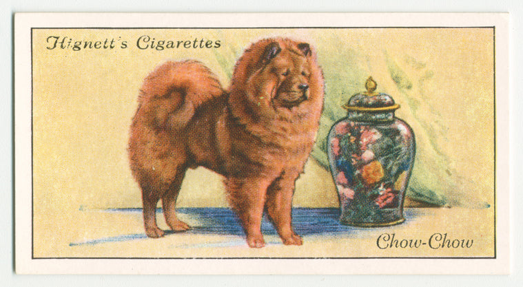 Chow chow.