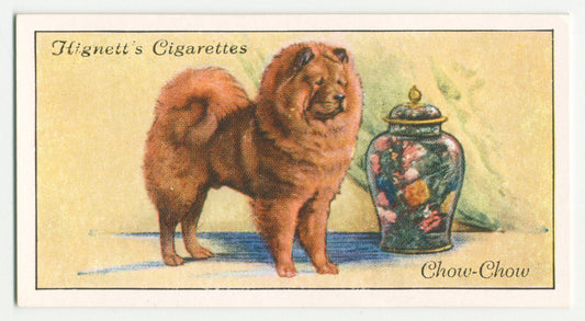 Chow chow.