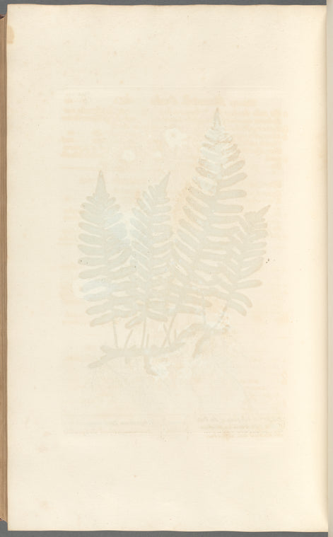 Wall-fern or polypody of the oak